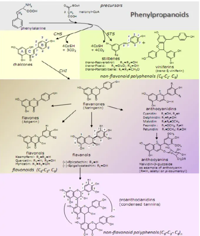 Figure 1 : Voie phénylpropanoïde responsable de la synthèse in vivo des polyphénols  flavonoïdes et non-flavonoïdes (14) 