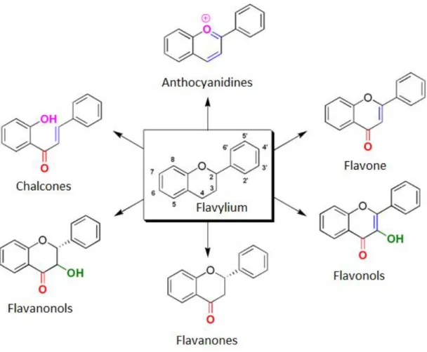 Figure 4 : Structures communes des flavonoïdes (noyau flavylium) et celles de ses dérivés 