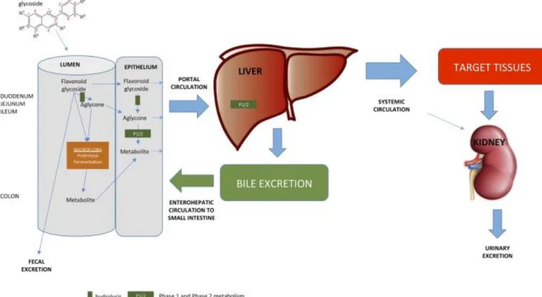 Figure 9 : « Overview of flavonoid absorption and postabsorptive metabolism. » (35) 