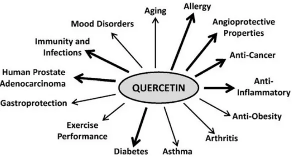 Figure 14 : « Quercetin prominent therapeutic applications » (46)  