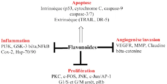 Figure 15 : Cibles moléculaires des flavonoïdes dans la prévention du cancer (46) 