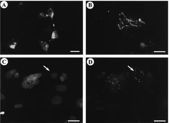 Figure 3. (A, B) Immunofluorescent localization of Cx43 protein in first trimester trophoblastic cells cultured on plastic dishes