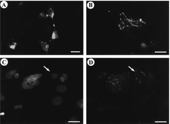Figure 3. (A, B) Immunofluorescent localization of Cx43 protein in first trimester trophoblastic cells cultured on plastic dishes