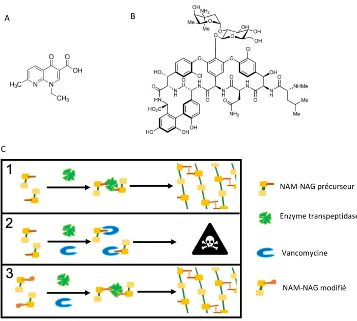 Figure n°2 : Acide nalidixique, vancomycine et son mécanisme d’action 