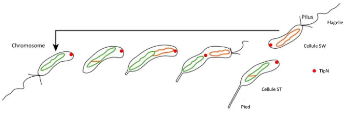 Figure n°5 : Cycle cellulaire de Caulobacter crescentus 