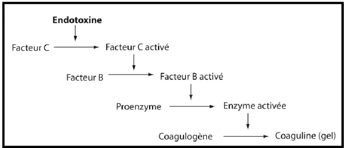 Figure 3. Réaction enzymatique de la coagulation en présence d’endotoxine 