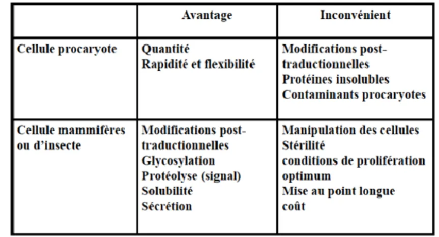 Tableau 2 : Avantages et inconvénients de l’utilisation de cellules eucaryote ou procaryote pour la production de médicaments biologiques  (24) 