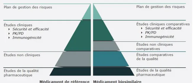 Figure 11 : Comparaison des données requises par l’EMA pour l’approbation d’un biosimilaire versus un médicament biologique de  référence (21) 