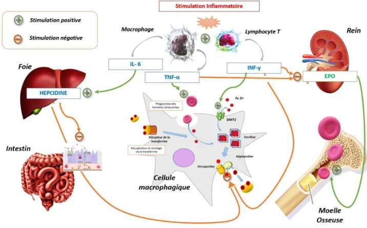 Figure 2 - Physiopathologie de la carence martiale fonctionnelle – schéma largement inspiré du travail de Weiss et al