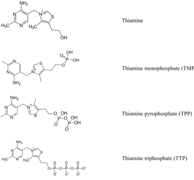 Figure 2.2 : Structure chimique de la thiamine et de ses dérivés phosphorylés. 