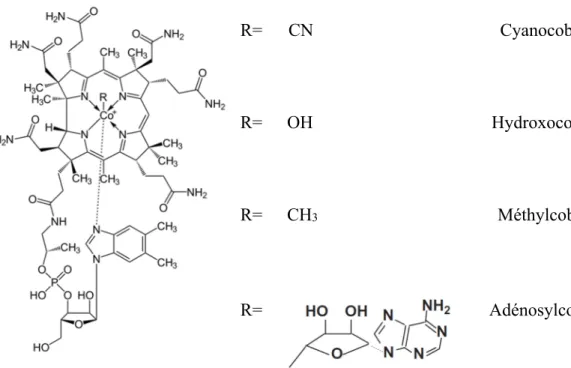 Figure 2.7 : Structure chimique de la cobalamine et de ses dérivés. 