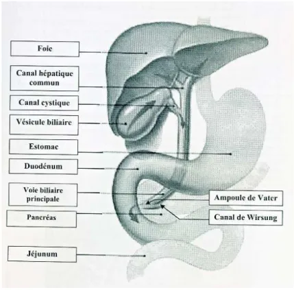 Figure 12: Anatomie des voies biliaires  (91)  I.1.1 Généralités sur le foie 