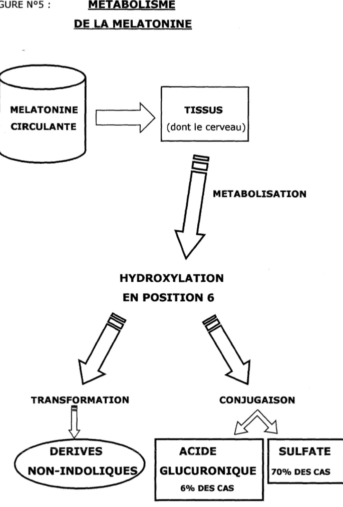 FIGURE  N°S  :  METABOLISME  DE  LA  MELATONINE  MELATONINE  CIRCULANTE  TISSUS  (dont le cerveau)  METABOLISATION  HYDROXYLATION  EN  POSITION 6  TRANSFORMATION  CONJUGAISON  ACIDE  SULFATE 