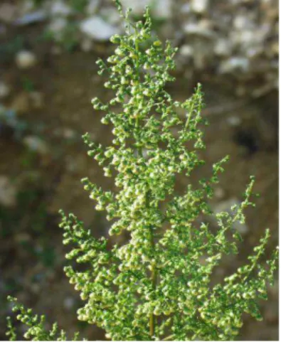 Figure 8 : L’armoise annuelle (Artemisia annua) 