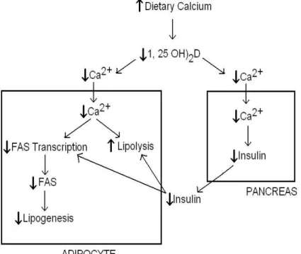 Figure 8 : Mécanisme de  régulation du calcium sur  l’adipocyte  Source : Zemel, M. B