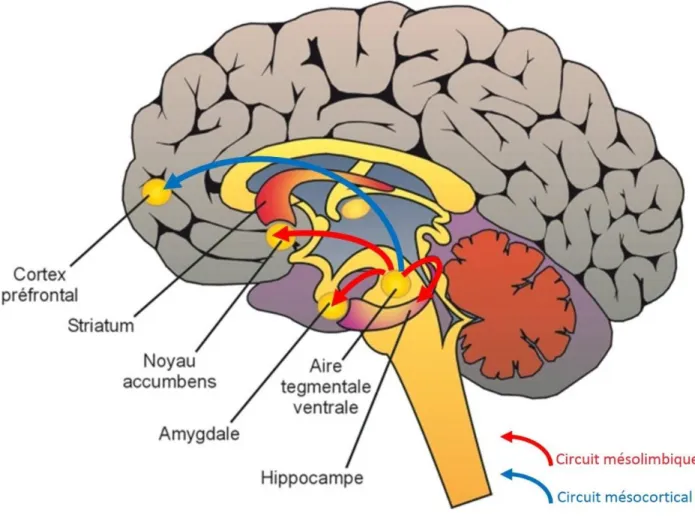 Figure 1 : Circuits cérébraux de l’addiction (20) 
