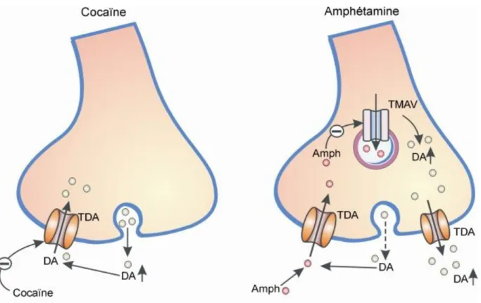 Figure 2 : Mécanismes d’action des psychostimulants sur les synapses dopaminergiques (21) 