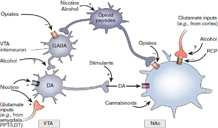 Figure 5 : Voie dopaminergique et influence des substances psychoactives sur leurs récepteurs (15) 