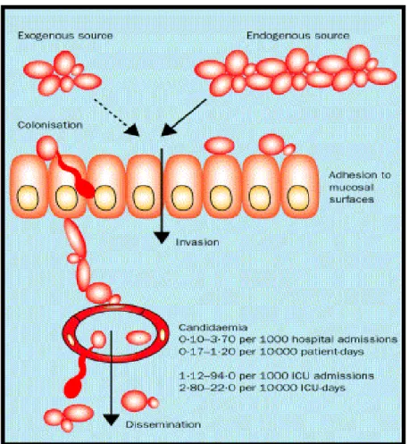 Figure 2 : Physiopathologie des candidémies   (Source: Eggimann. Lancet. 2003) 