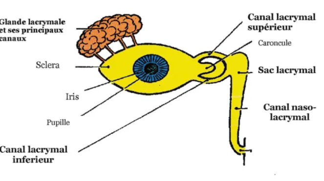 Figure  1:  Anatomie de l'œil et du système lacrymal 