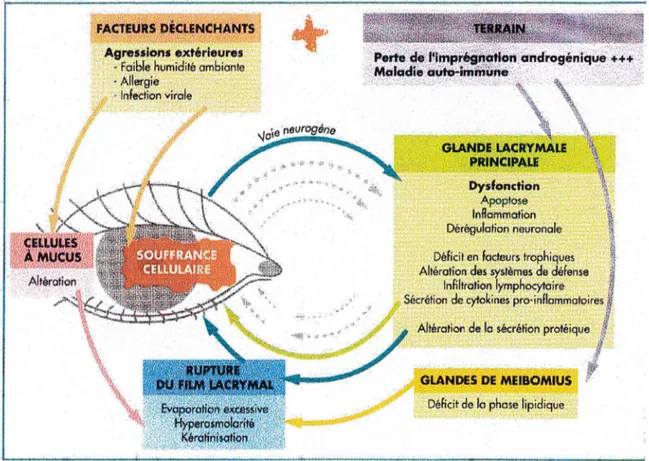 Figure 4: régulation de la sécrétion lacrymale 6 