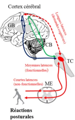 Figure 0.7. Schéma simple des boucles du système nerveux central impliquées dans les  réactions posturales