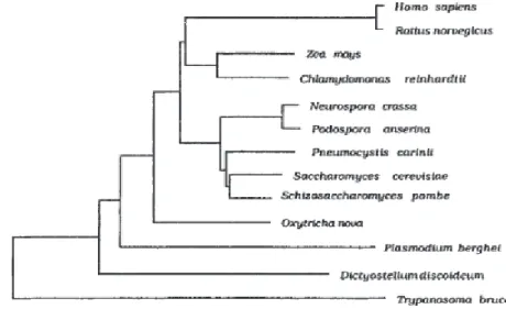 Figure 2 : Classification phylogénétique de P. jirovecii (d'après Edman et al, Nature, 1988).