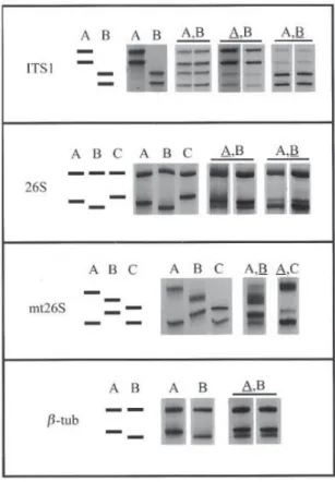 Figure 12: Typage par PCR-SSCP (d'après Nahimana et al., J Med Microbiol, 2000). 