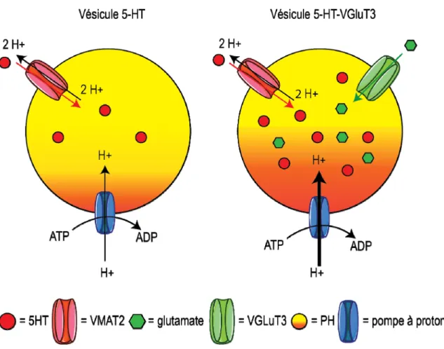 Figure 3 : Mécanismes fonctionnels des transporteurs vésiculaires et synergie moléculaire (figure  adaptée de El Mestikawy et al., 2011) 