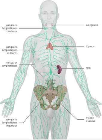 Figure 4 : Le réseau lymphatique et les organes  lymphoïdes (17) 