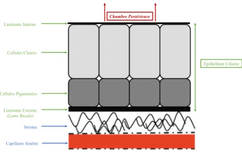 Figure 11 : Épithélium ciliaire  (10)