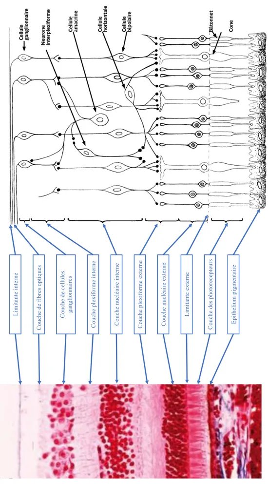 Figure 16 : Les 10 couches de la rétine  (1,16)