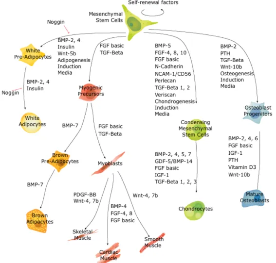 Figure 6 Vue d'ensemble des cellules souches mésenchymateuses et des marqueurs spécifiques aux lignées  (« Mesenchymal Stem Cell Differentiation Pathways &amp; Lineage-specific Markers » 2014) 