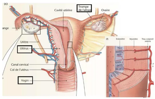 Figure 3 : Coupe frontale de l’appareil reproducteur féminin [14] 