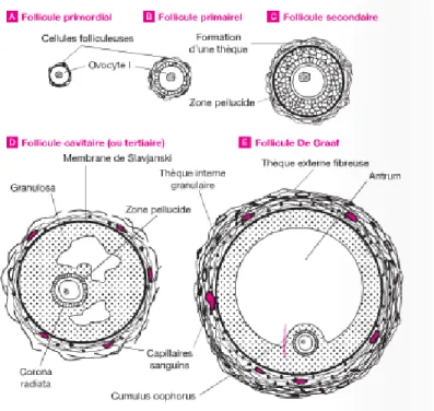 Figure 6 : Evolution du follicule au cours de l’ovogenèse [15] 