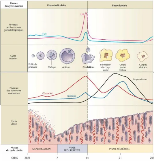 Figure 7 : Cycle menstruel [14] 