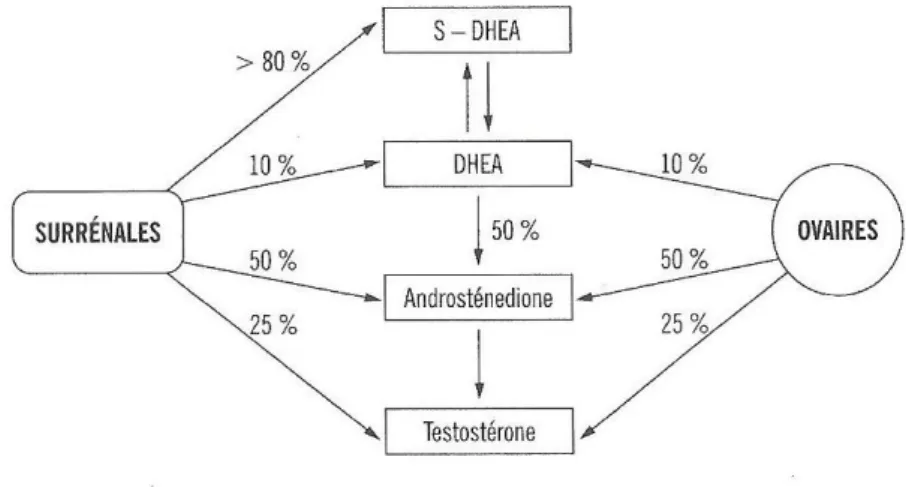 Figure 15 : Production des androgènes en pré-ménopause [21] 