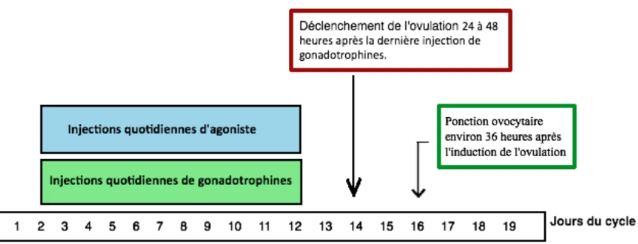 FIGURE 5 : SCHEMA DU PROTOCOLE COURT AGONISTE 