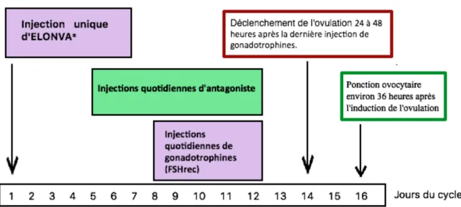 FIGURE 7 : SCHEMA DU PROTOCOLE COURT ANTAGONISTE AVEC ELONVA® 