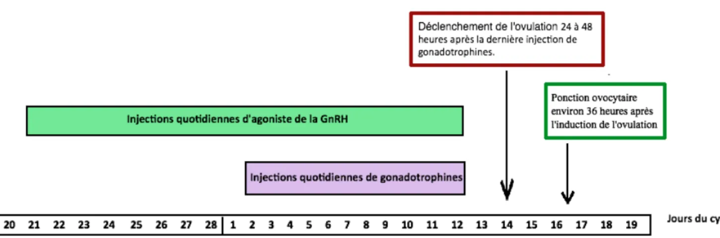 FIGURE 8 : SCHEMA DU PROTOCOLE LONG LUTEAL 