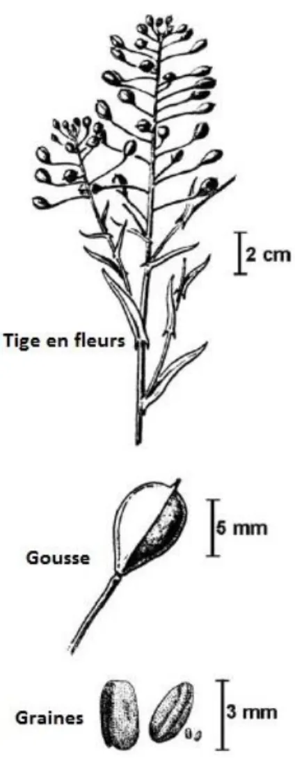 Figure 2. Organisation structurale de  la plante Camelina sativa  [11] 