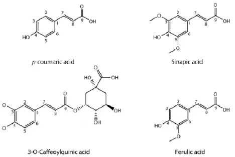 Figure 4. Acides hydroxycinnamiques retrouvés dans les cultures de Brassicacées [8]. 