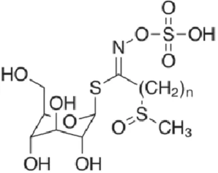 Figure 5. Structure chimique des glucosinolates décrits dans la graine de Cameline [7]