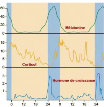 Figure 2 - Représentation graphique du rythme circadien de la concentration  plasmatique de 3 hormones humaines en fonction du temps[49].