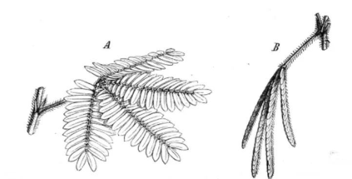 Figure 4 - illustration des feuilles de Mimosa pudica selon le jour (A) ou la nuit  (B) [27].