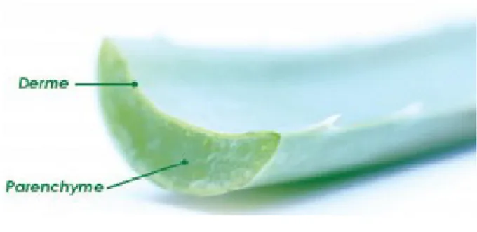 Illustration   3 : Coupe transversale d'une feuille d'Aloe vera [iv]