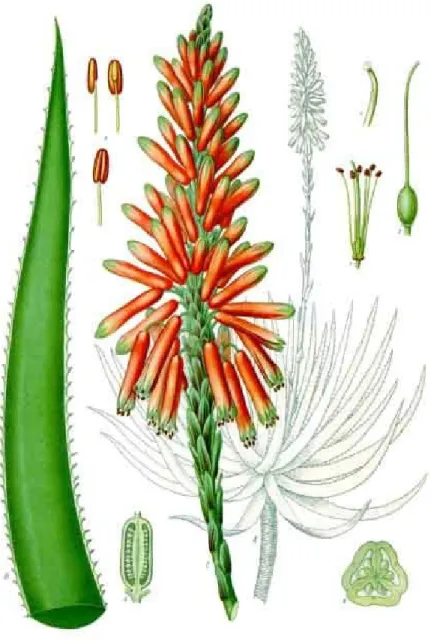 Illustration   5 : Planche taxonomique de l'Aloe vera [vi]