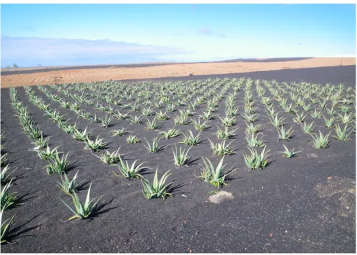 Illustration   6 : Photo d'un champ de pants d'Aloe vera aux Iles Canaries [vii]
