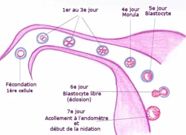 Figure  1 :  Première  semaine  de  développement  embryonnaire  après  la  fécondation  (14)