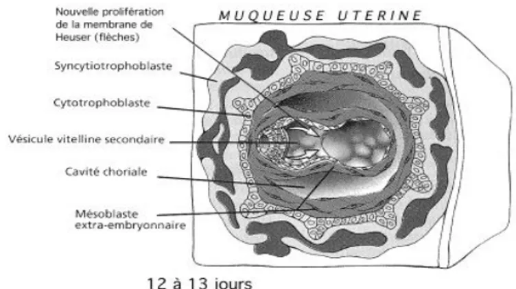 Figure 2 : Deuxième semaine de développement embryonnaire (17)(18). 